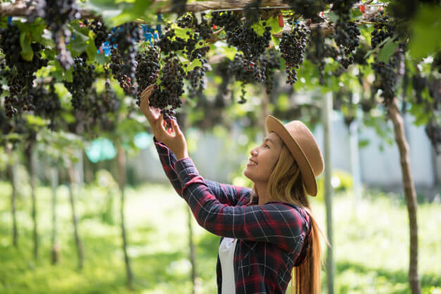 First State Agency/ winery vineyard insurance